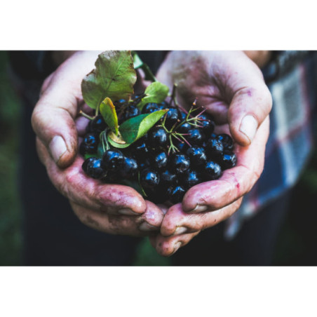 Aronia owoc mrożona pełna witamin czarna jarzębina