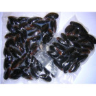 Omułki Chilijskie w Muszlach 4 kg - Mrożone | O-fish.pl Hurtownia