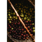 Agrest zielony mrożony 5 kg | Owoce mrożone | O-fish.pl