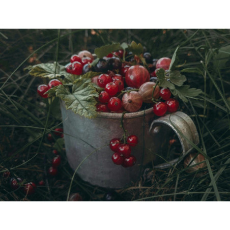 Czerwona porzeczka mrożona 10 kg - naturalne owoce IQF bez dodatków | O-fish.pl