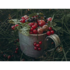 Czerwona porzeczka mrożona 10 kg - naturalne owoce IQF bez dodatków | O-fish.pl