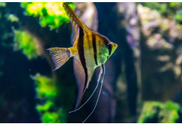 Podwodne skarby - najdroższe ryby świata