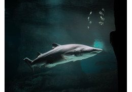 Top 5 największe ryby na świecie